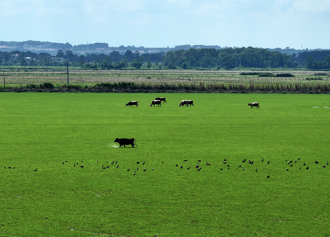 Gitmek için en doğru zaman! Dünyanın en güzel yerleri arasında...  Kuş Cenneti görenleri hayran bırakıyor Gitmek için en doğru zaman! Dünyanın en güzel yerleri arasında...  Kuş Cenneti görenleri hayran bırakıyor - 7. Resim