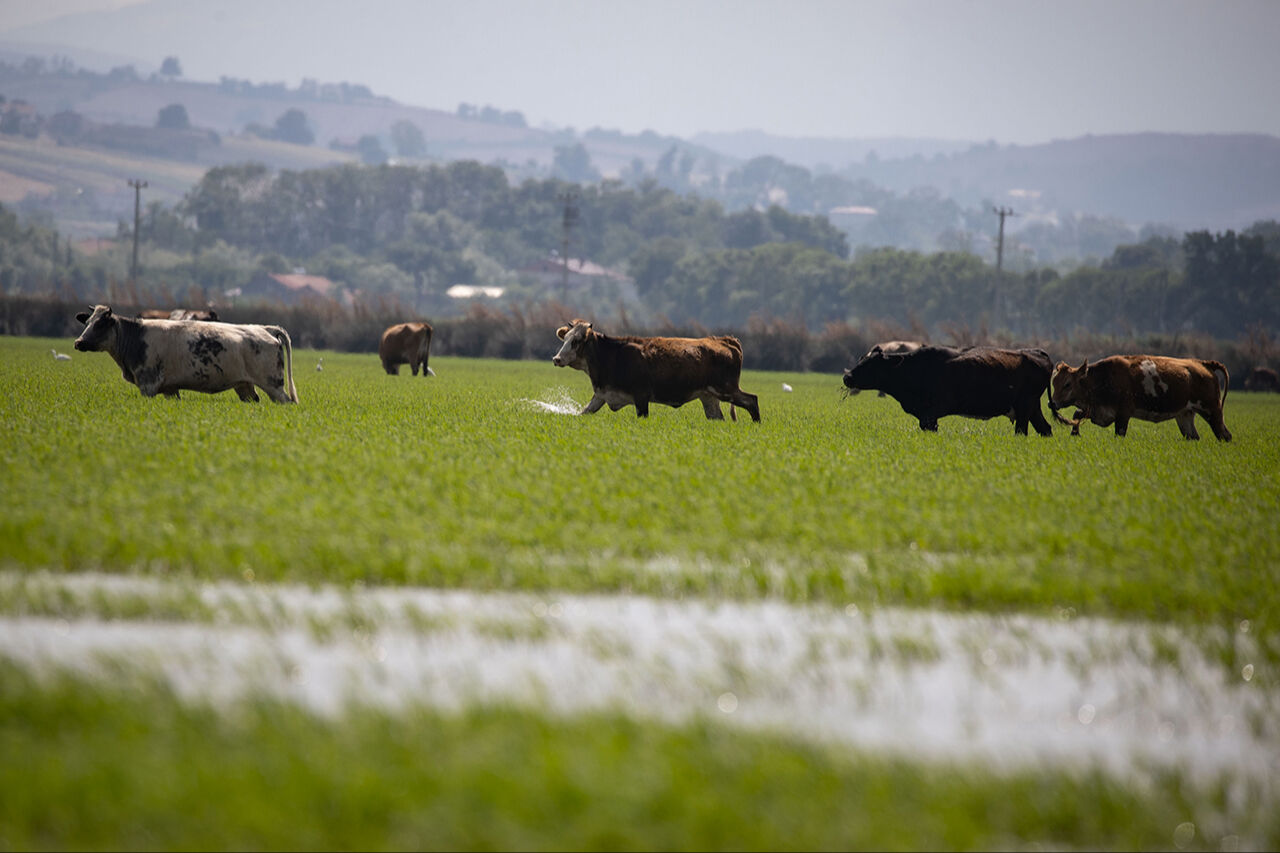 Gitmek için en doğru zaman! Dünyanın en güzel yerleri arasında...  Kuş Cenneti görenleri hayran bırakıyor Gitmek için en doğru zaman! Dünyanın en güzel yerleri arasında...  Kuş Cenneti görenleri hayran bırakıyor - 5. Resim