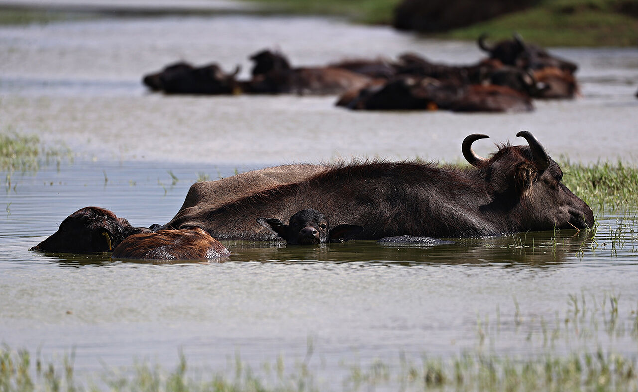 Gitmek için en doğru zaman! Dünyanın en güzel yerleri arasında...  Kuş Cenneti görenleri hayran bırakıyor Gitmek için en doğru zaman! Dünyanın en güzel yerleri arasında...  Kuş Cenneti görenleri hayran bırakıyor - 9. Resim