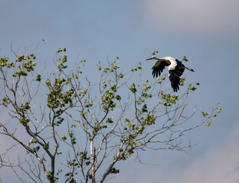 Gitmek için en doğru zaman! Dünyanın en güzel yerleri arasında...  Kuş Cenneti görenleri hayran bırakıyor Gitmek için en doğru zaman! Dünyanın en güzel yerleri arasında...  Kuş Cenneti görenleri hayran bırakıyor - 6. Resim