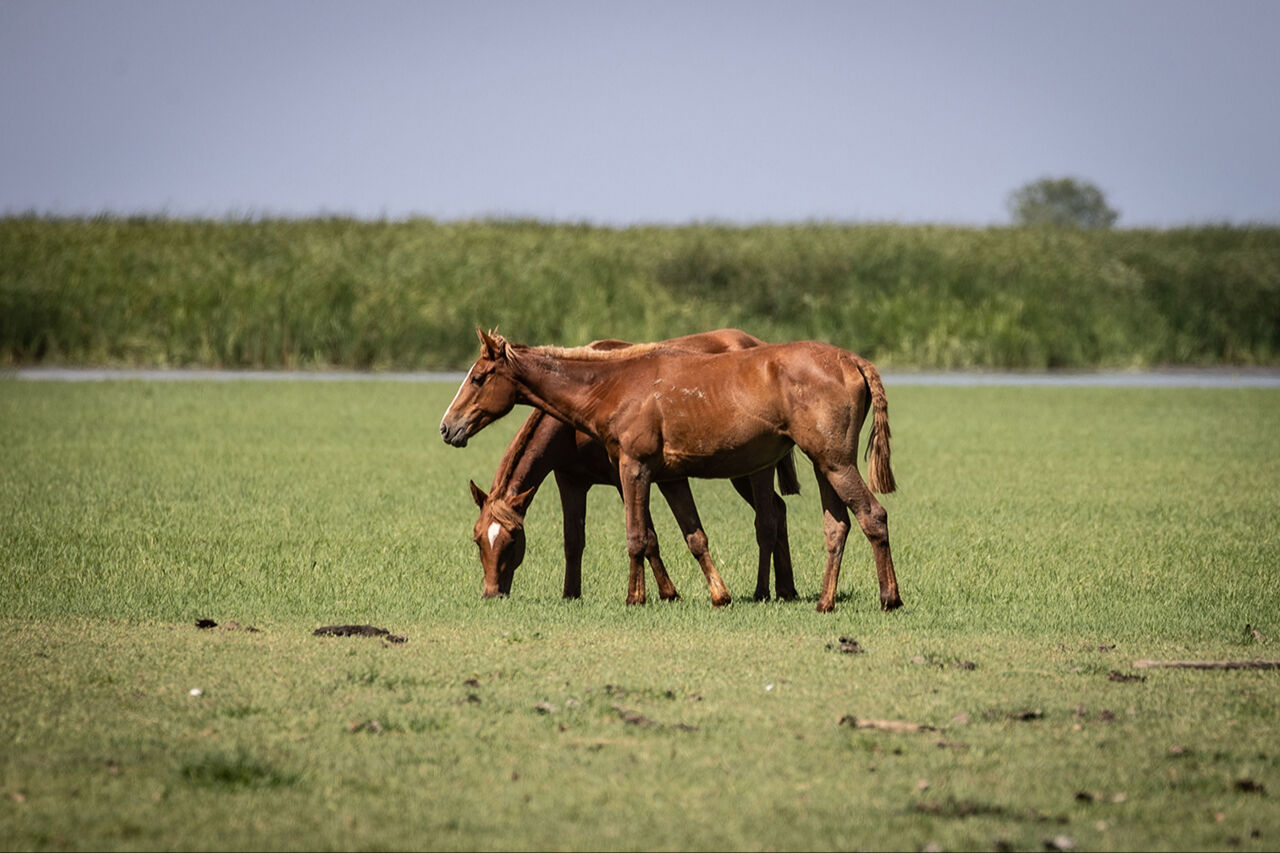 Gitmek için en doğru zaman! Dünyanın en güzel yerleri arasında...  Kuş Cenneti görenleri hayran bırakıyor Gitmek için en doğru zaman! Dünyanın en güzel yerleri arasında...  Kuş Cenneti görenleri hayran bırakıyor - 1. Resim