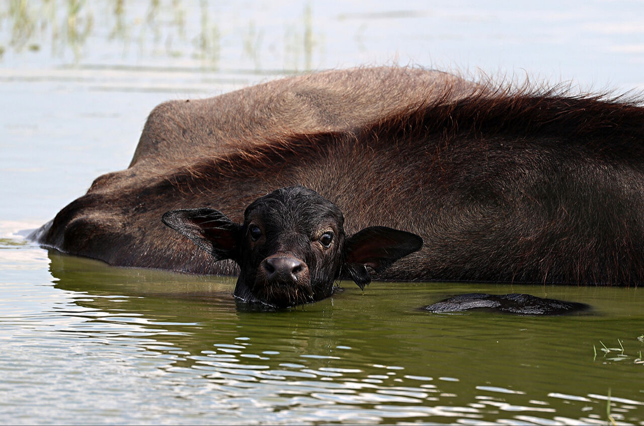 Gitmek için en doğru zaman! Dünyanın en güzel yerleri arasında...  Kuş Cenneti görenleri hayran bırakıyor Gitmek için en doğru zaman! Dünyanın en güzel yerleri arasında...  Kuş Cenneti görenleri hayran bırakıyor - 3. Resim
