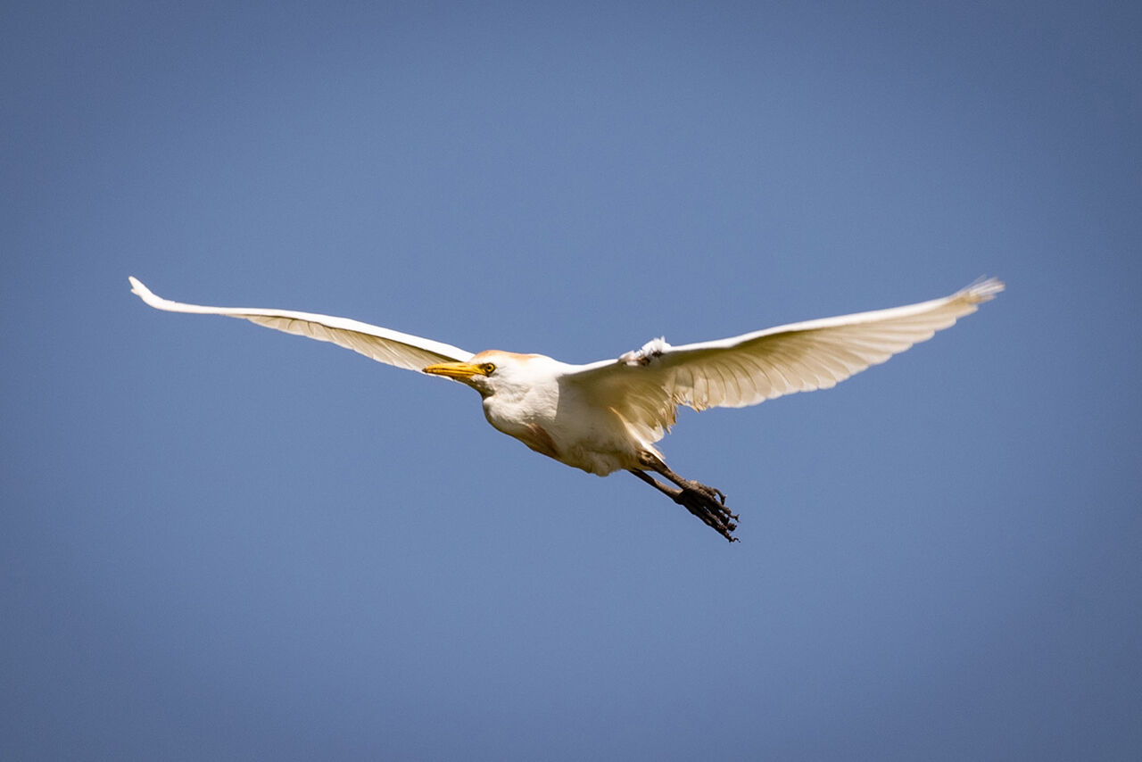 Gitmek için en doğru zaman! Dünyanın en güzel yerleri arasında...  Kuş Cenneti görenleri hayran bırakıyor Gitmek için en doğru zaman! Dünyanın en güzel yerleri arasında...  Kuş Cenneti görenleri hayran bırakıyor - 4. Resim