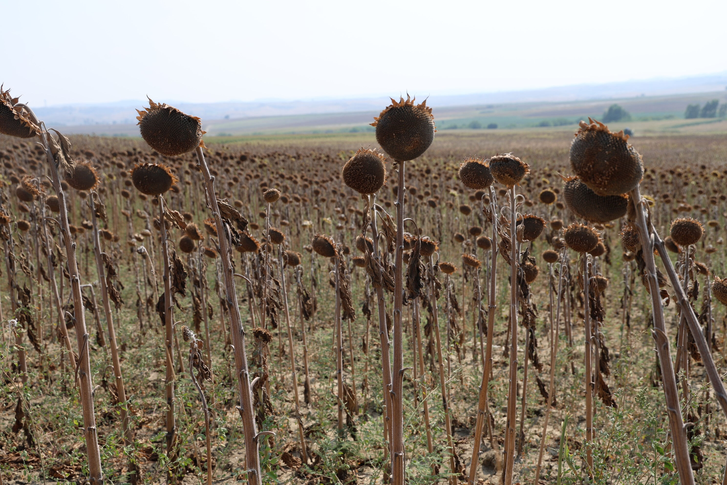 Kuraklık vurdu, hasat 20 gün erken başladı! Verim yüzde 50 düştü - 1. Resim