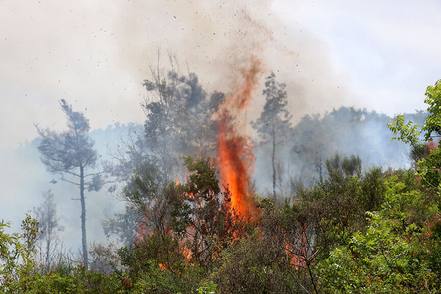 Suriye'nin ciğerleri 10 gündür yanıyor! 14 bin hektar küle döndü, mayınlar müdahaleyi engelliyor - 1. Resim