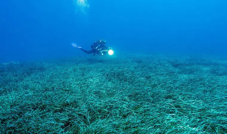Akdeniz yok olma tehlikesiyle karşı karşıya! 