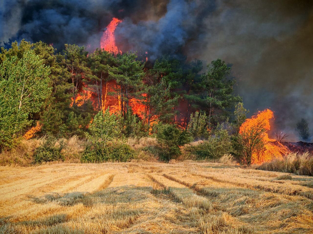 Alevler metrelerce yükseldi! Edirne'de anız ve orman yangınına müdahale ediliyor - 2. Resim