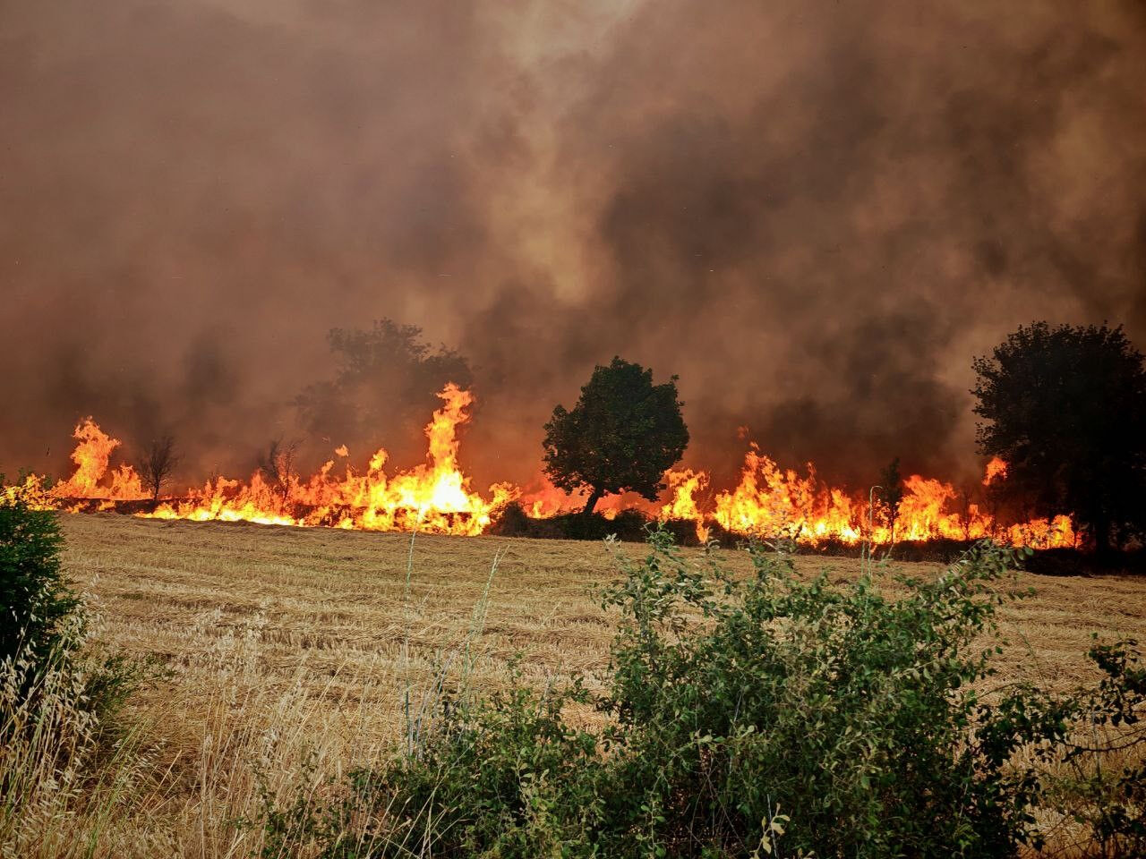 Alevler metrelerce yükseldi! Edirne'de anız ve orman yangınına müdahale ediliyor - 1. Resim