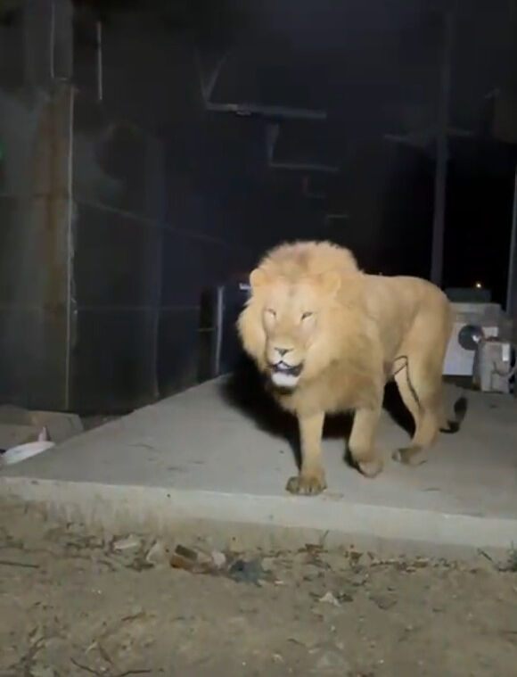 Aslan saldırısına uğrayan S&uuml;leyman Kır taburcu oldu: Sinek ısırmasın dedim aslan ısırdı... - 2. Resim