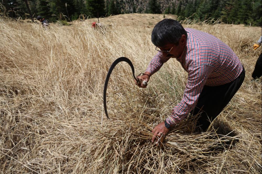 Binlerce yıldır değişmedi! Bu tarlalarda teknoloji yok... - 3. Resim