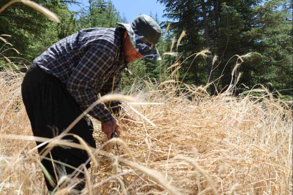 Binlerce yıldır değişmedi! Bu tarlalarda teknoloji yok... - 2. Resim
