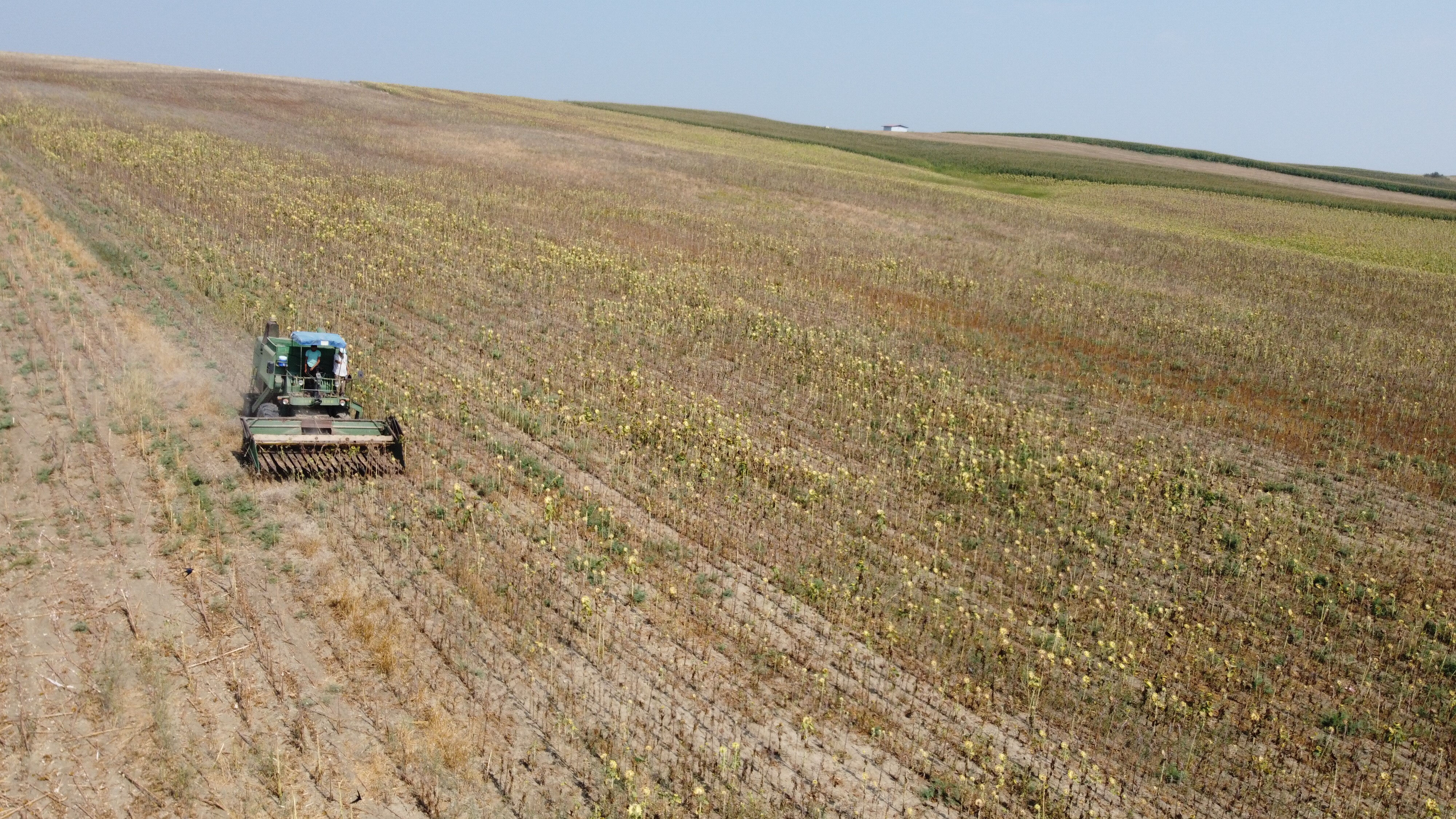 Çiftçiyi şimdi de kuraklık vurdu! Anadolu’da verim kaybı yüzde 85’lere ulaştı - 3. Resim
