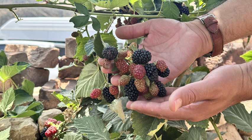 Dağda üretim başladı, 34 milyon lira destek! Çiftçiler umutlu, hedef 318 tondan 1000 tona - 1. Resim