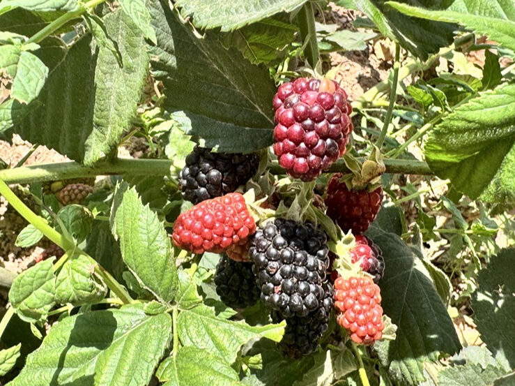 Dağda üretim başladı, 34 milyon lira destek! Çiftçiler umutlu, hedef 318 tondan 1000 tona - 2. Resim