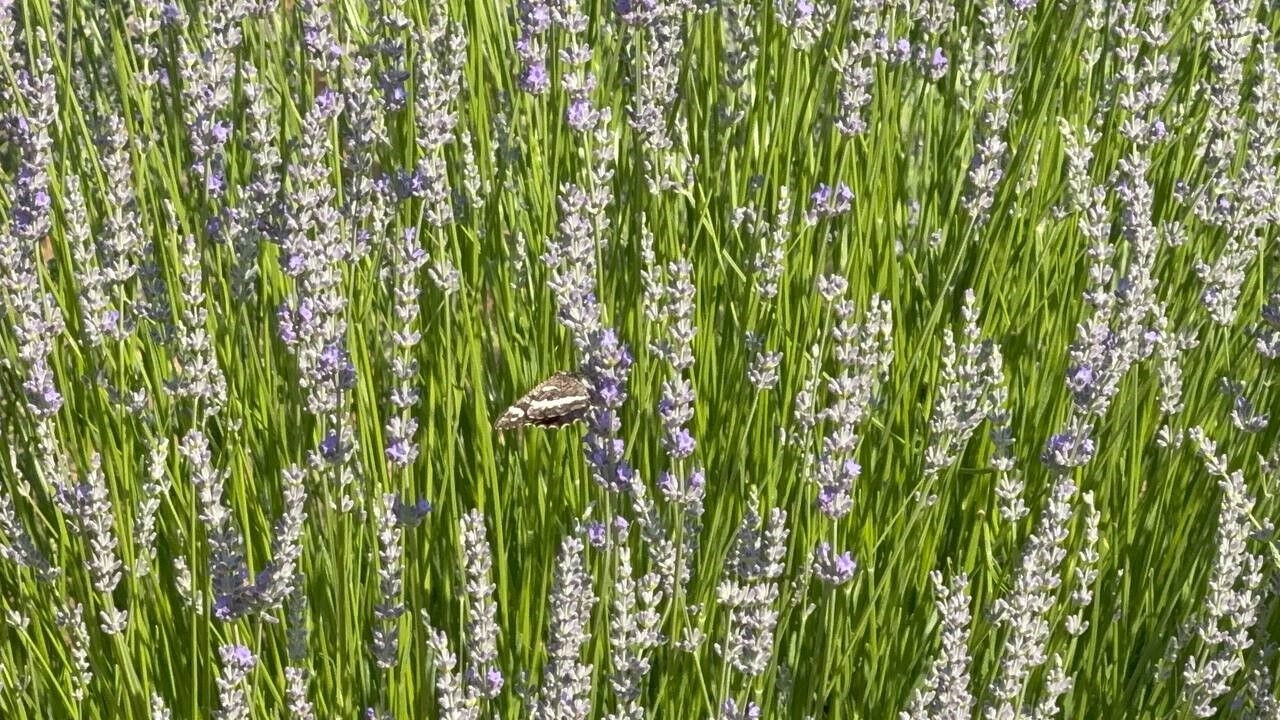 Dünyada tek, sadece 20 günü var! Görmek isteyenler o ilçeye akın etti - 2. Resim