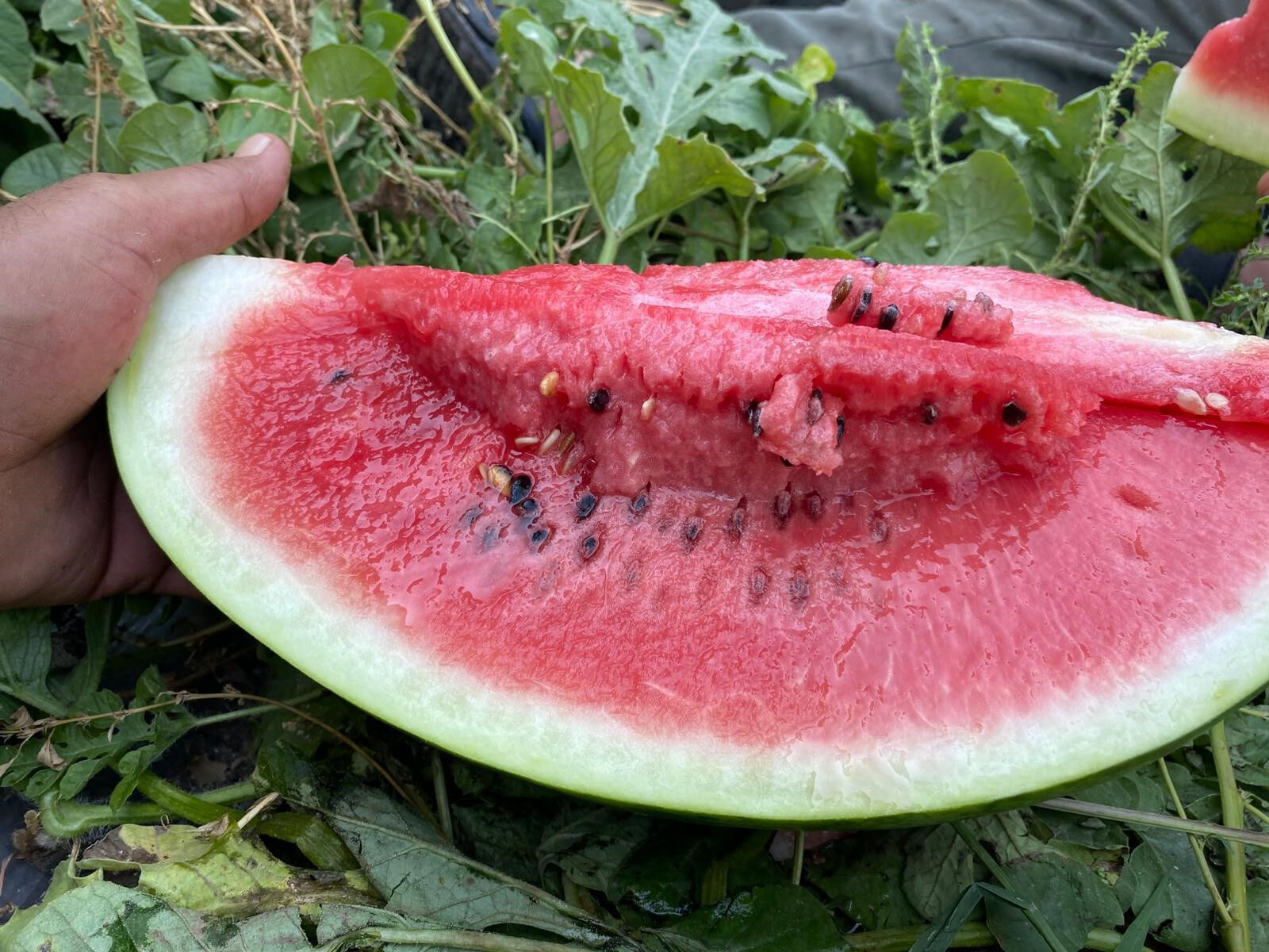 Kilosu 2 TL'ye düşünce üretici mağdur olmuştu! Başkan olaya el attı, 200 ton karpuz satın alındı - 2. Resim