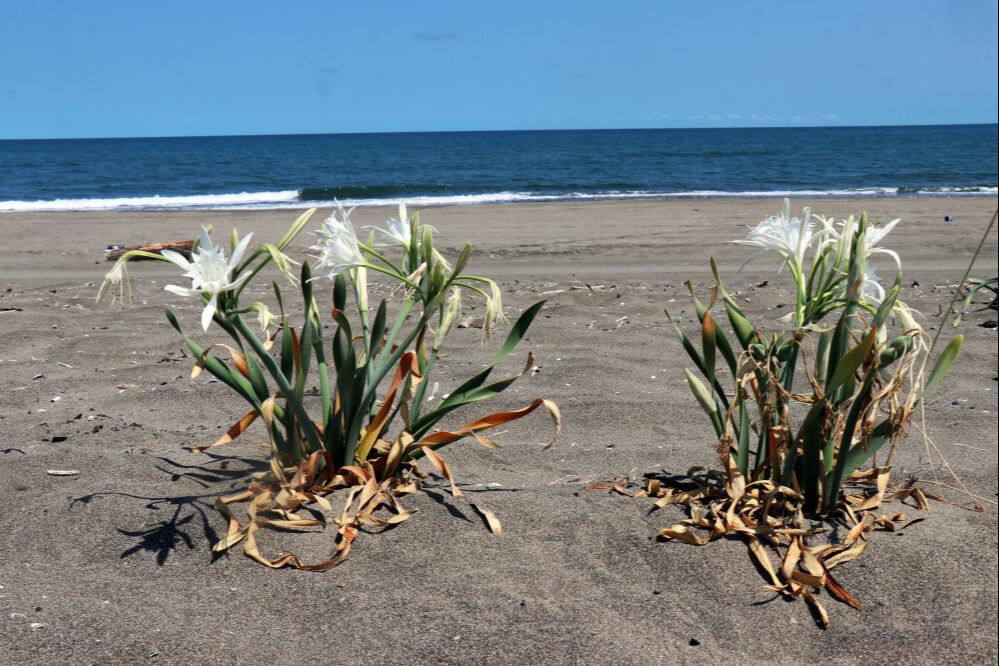 Koparan hayatının hatasını yapar! Cezası 380 bin TL... Nesli tükenmek üzere - 2. Resim