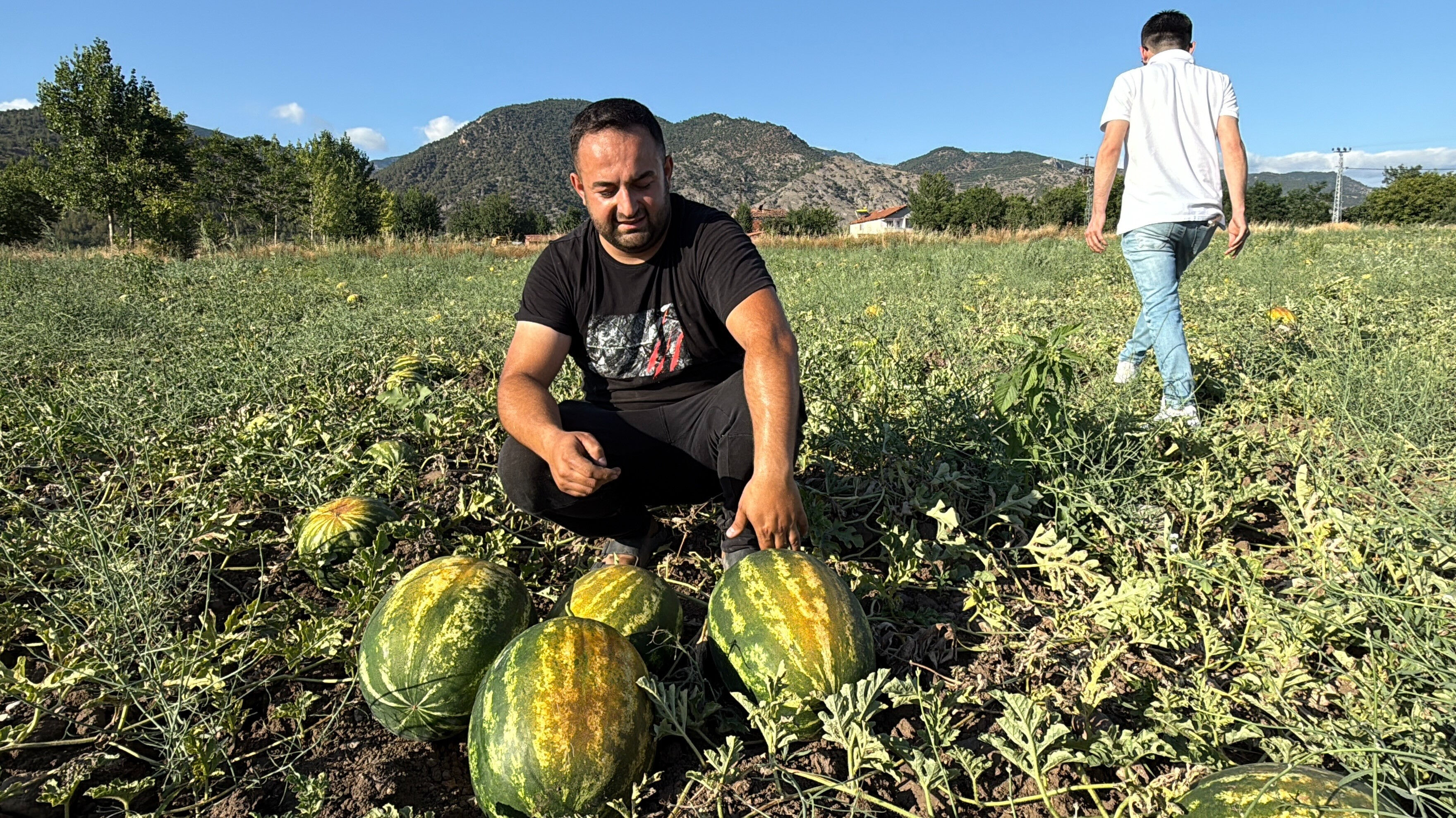 Bolluk arttı, pazar d&uuml;şt&uuml;! D&ouml;n&uuml;m fiyatı 10 bin TL'leri g&ouml;rd&uuml;... - 1. Resim