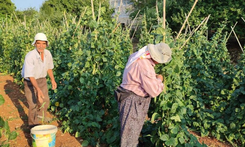 Doğal yöntemlerle yetiştirdi, rekor verim elde etti! 3 dönüm tarladan günlük 600 kilo ürün alıyor - 2. Resim