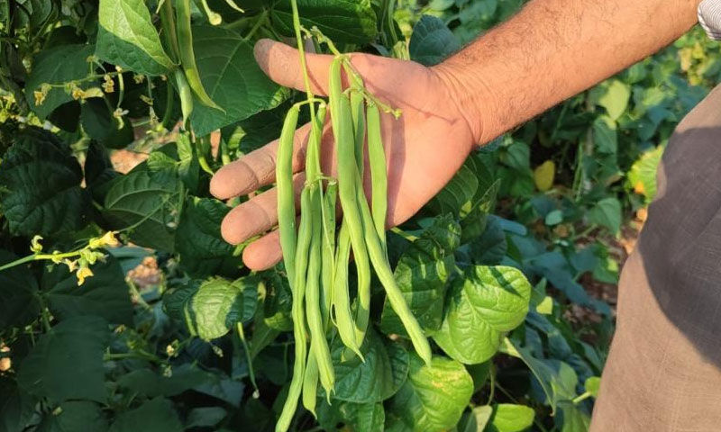 Doğal yöntemlerle yetiştirdi, rekor verim elde etti! 3 dönüm tarladan günlük 600 kilo ürün alıyor - 1. Resim