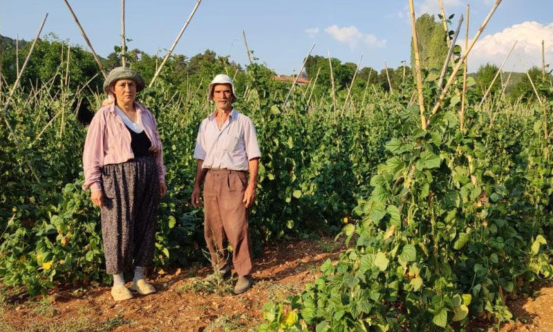 Doğal yöntemlerle yetiştirdi, rekor verim elde etti! 3 dönüm tarladan günlük 600 kilo ürün alıyor - 3. Resim
