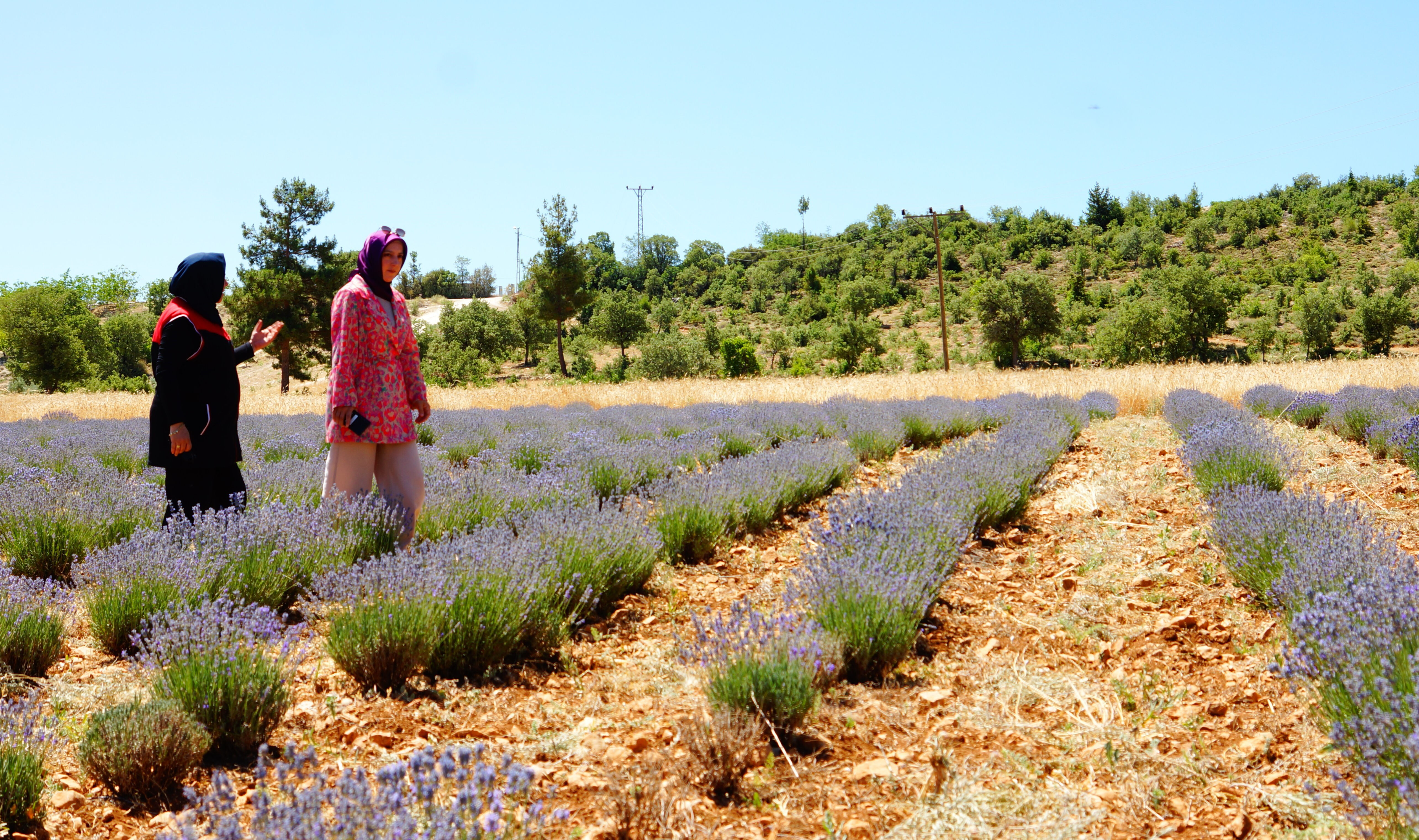 Emekli olup köyüne döndü, hayatı değişti! Yeni hedefi, verimi daha da artıracak - 1. Resim