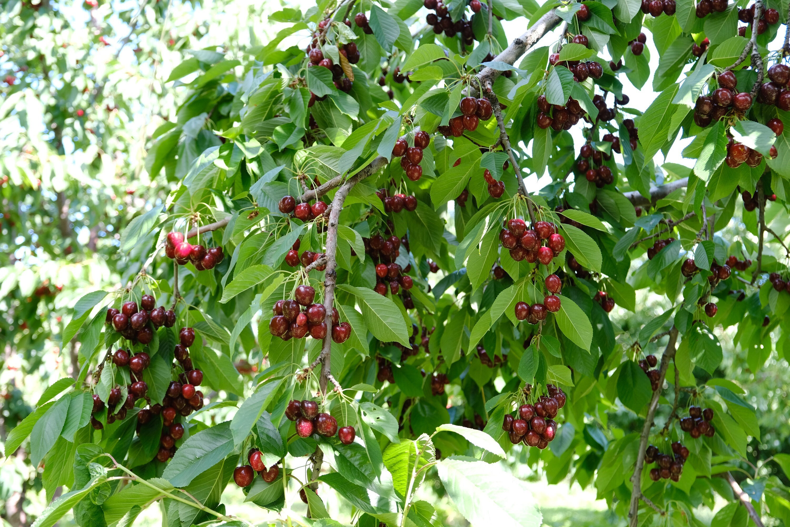 Hasat başlasa da yüzler gelmedi! Don vurdu, markette kilosu 300 liraya çıktı - 1. Resim