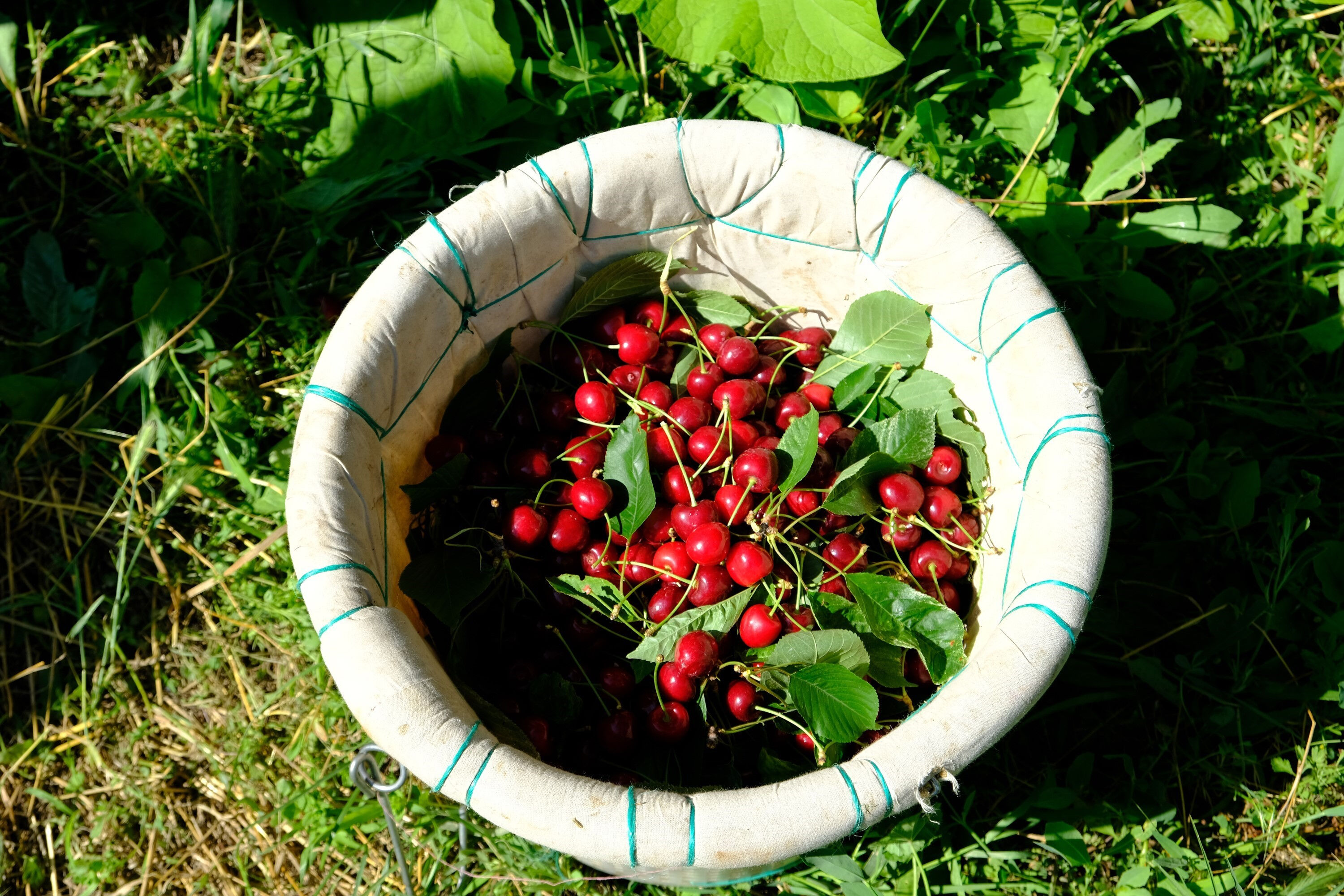 Hasat başlasa da yüzler gelmedi! Don vurdu, markette kilosu 300 liraya çıktı - 2. Resim