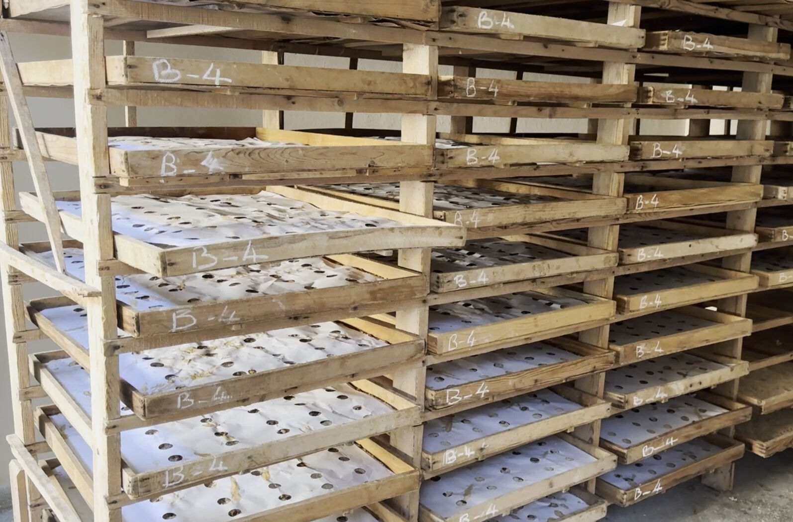 Tek tek ayıklanıyor, ücretsiz dağıtılılıyor! Bu tesis Türkiye'de tek, dünyada 5-6 tane var - 4. Resim