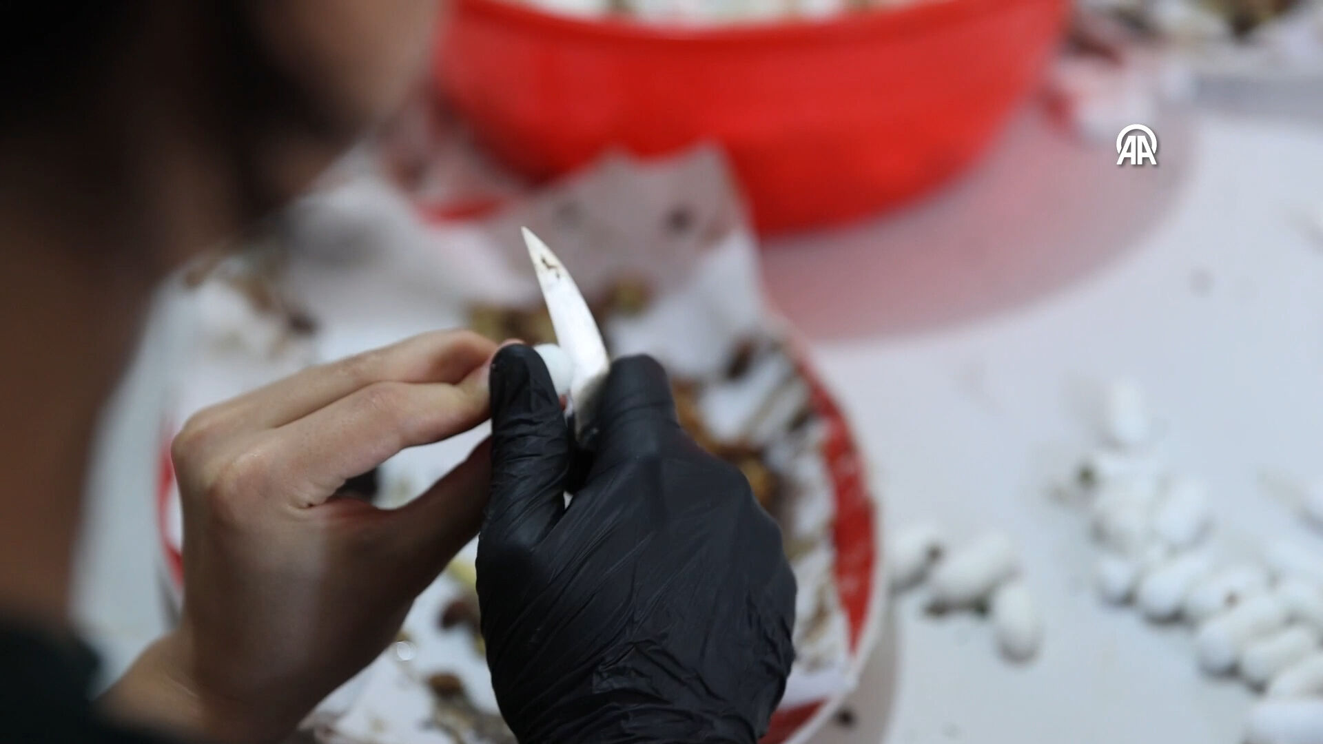 Tek tek ayıklanıyor, ücretsiz dağıtılılıyor! Bu tesis Türkiye'de tek, dünyada 5-6 tane var - 7. Resim