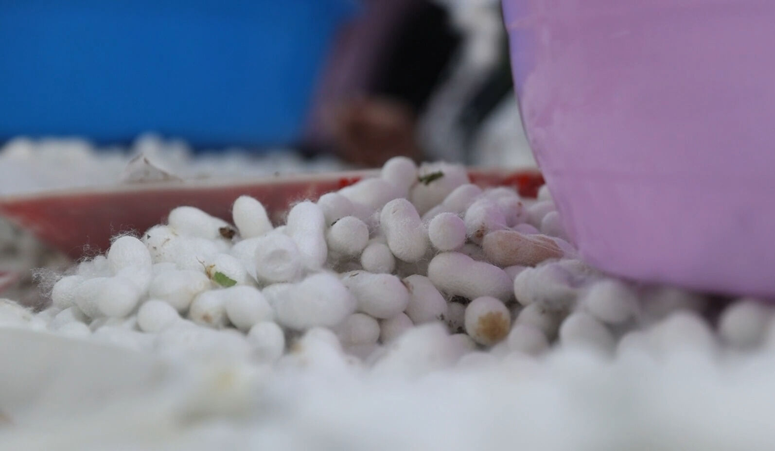 Tek tek ayıklanıyor, ücretsiz dağıtılılıyor! Bu tesis Türkiye'de tek, dünyada 5-6 tane var - 1. Resim