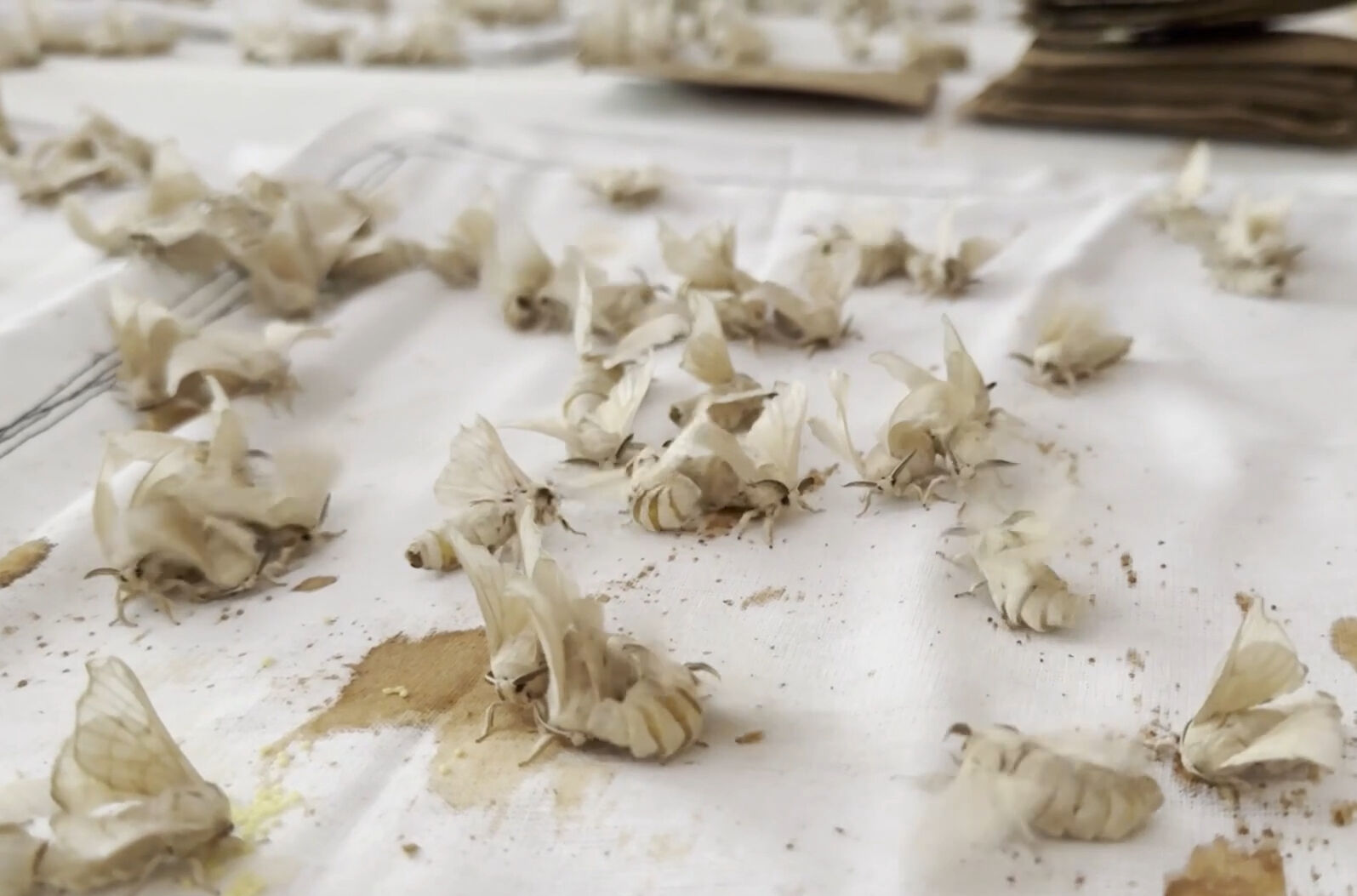 Tek tek ayıklanıyor, ücretsiz dağıtılılıyor! Bu tesis Türkiye'de tek, dünyada 5-6 tane var - 6. Resim