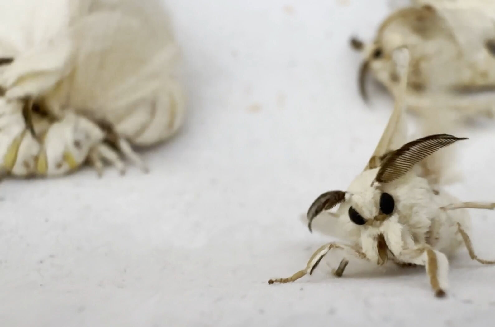 Tek tek ayıklanıyor, ücretsiz dağıtılılıyor! Bu tesis Türkiye'de tek, dünyada 5-6 tane var - 8. Resim