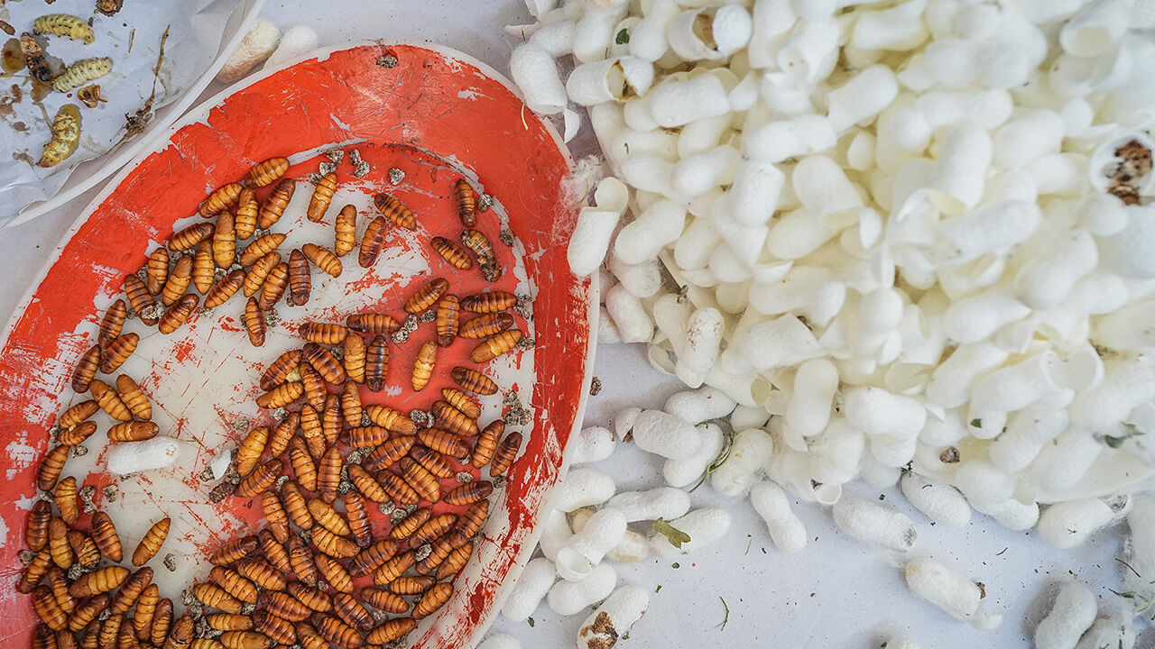 Tek tek ayıklanıyor, ücretsiz dağıtılılıyor! Bu tesis Türkiye'de tek, dünyada 5-6 tane var - 9. Resim