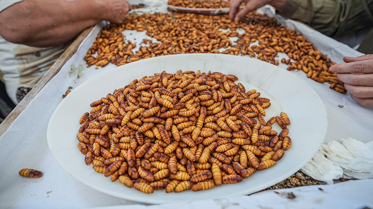 Tek tek ayıklanıyor, ücretsiz dağıtılılıyor! Bu tesis Türkiye'de tek, dünyada 5-6 tane var - 3. Resim
