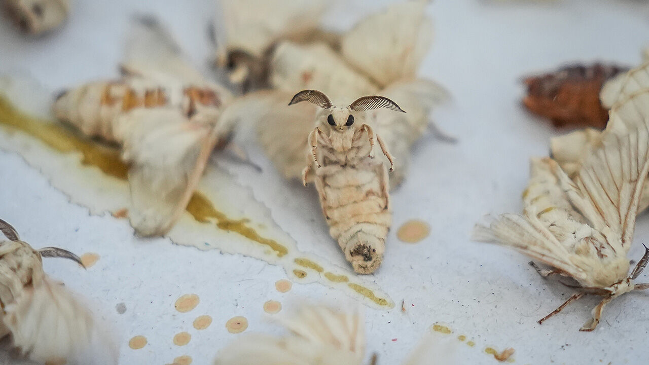 Tek tek ayıklanıyor, ücretsiz dağıtılılıyor! Bu tesis Türkiye'de tek, dünyada 5-6 tane var - 2. Resim