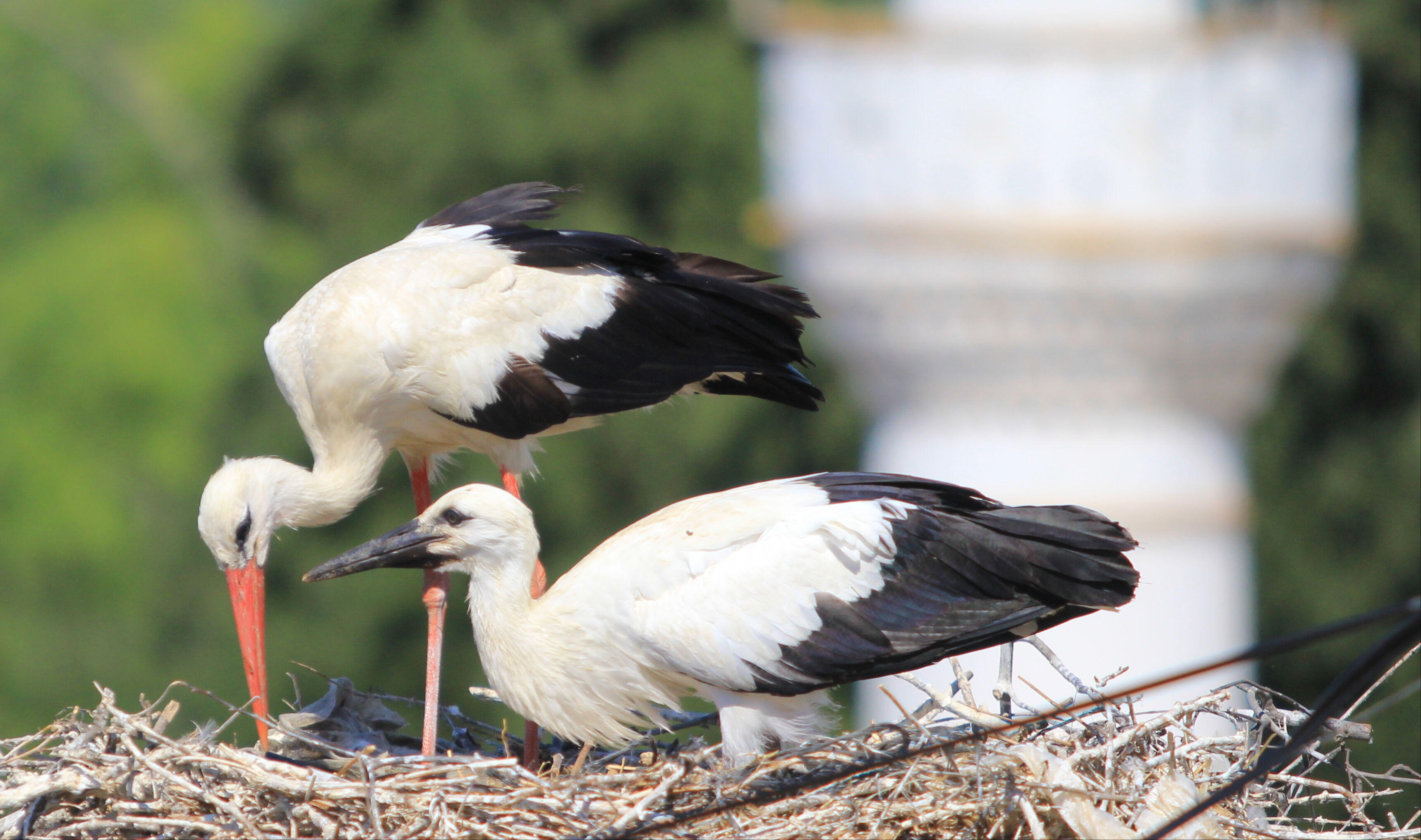 Türkiye'de ilk ve tek! Her iki haneye bir leylek düşüyor: Bizde çok