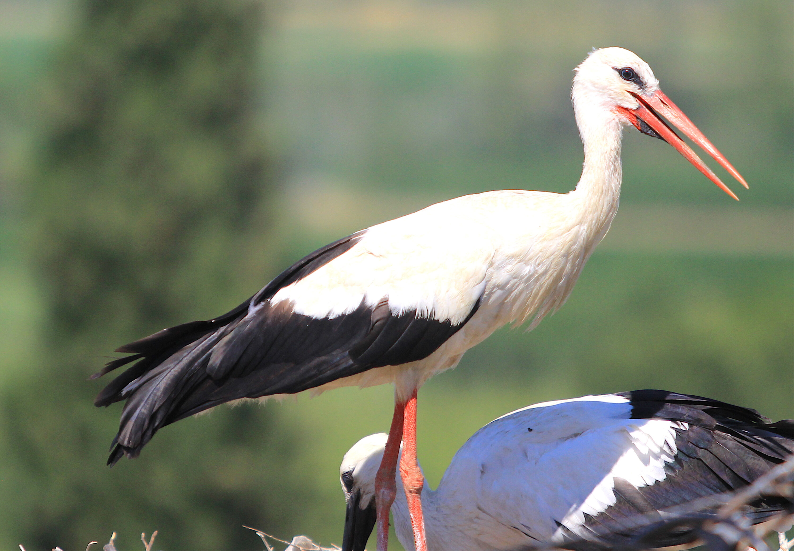 Türkiye'de ilk ve tek! Her iki haneye bir leylek düşüyor: Bizde çok