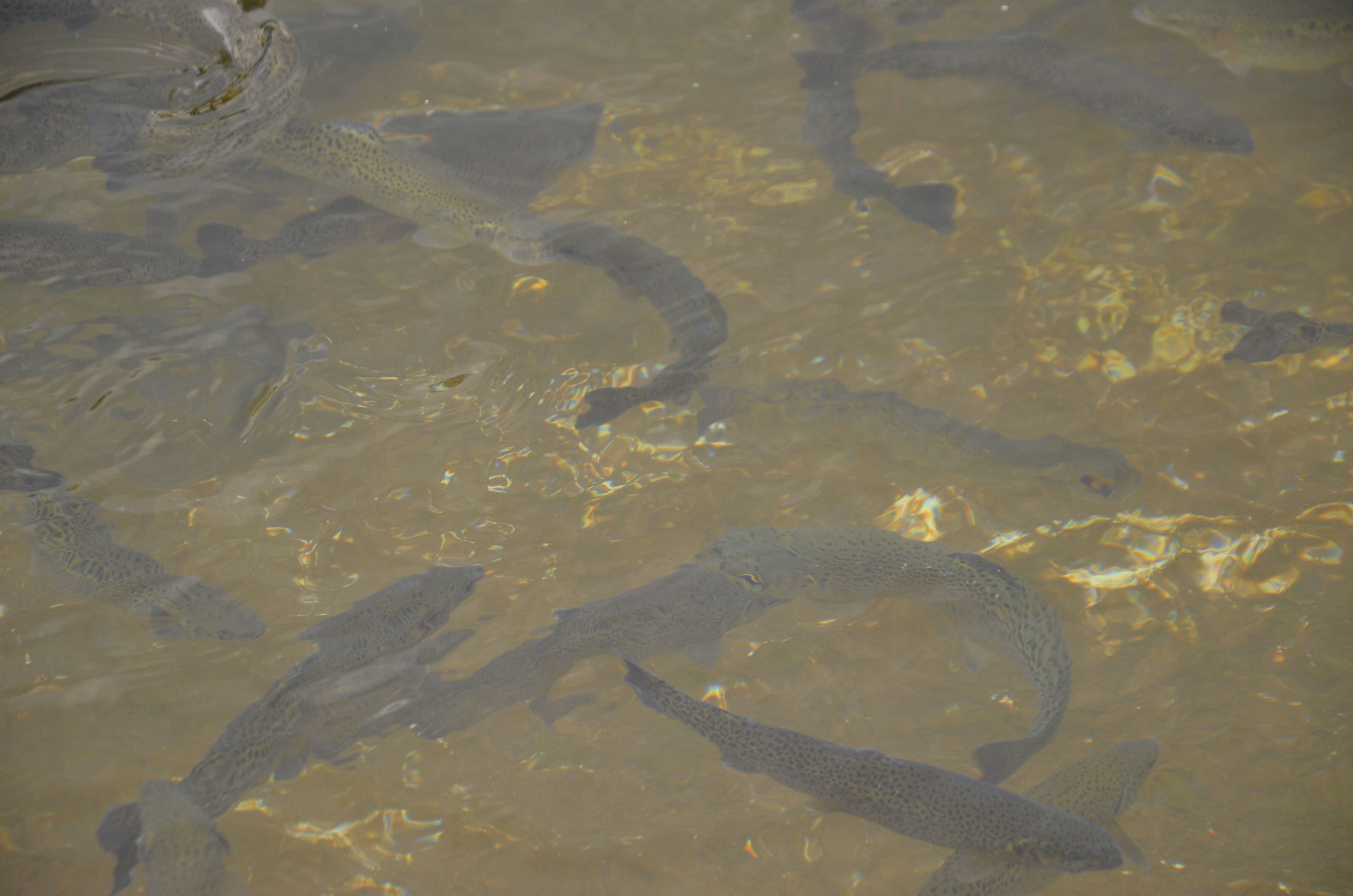 Yılda 40 milyon somon &uuml;retip ihra&ccedil; ediyorlar! Bing&ouml;l Dağı'nın eteklerinde bereket tesisi - 1. Resim
