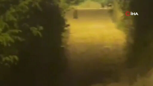 Bu görüntü Karşıyaka'da kaydedildi! Bir anda sokak köpeklerinin yanında belirdi: Görenler gözlerine inanamadı - 1. Resim