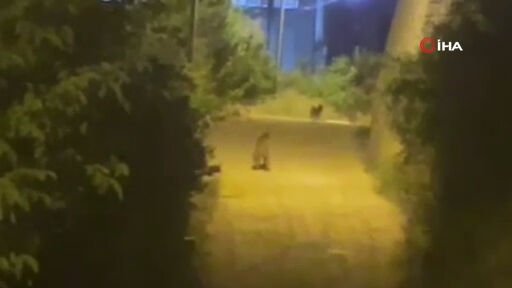 Bu görüntü Karşıyaka'da kaydedildi! Bir anda sokak köpeklerinin yanında belirdi: Görenler gözlerine inanamadı - 3. Resim