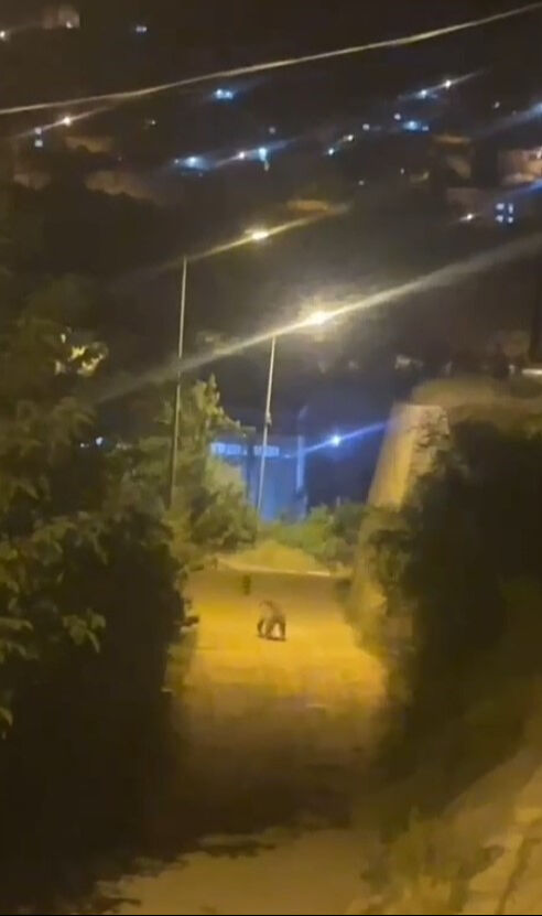 Bu görüntü Karşıyaka'da kaydedildi! Bir anda sokak köpeklerinin yanında belirdi: Görenler gözlerine inanamadı - 2. Resim