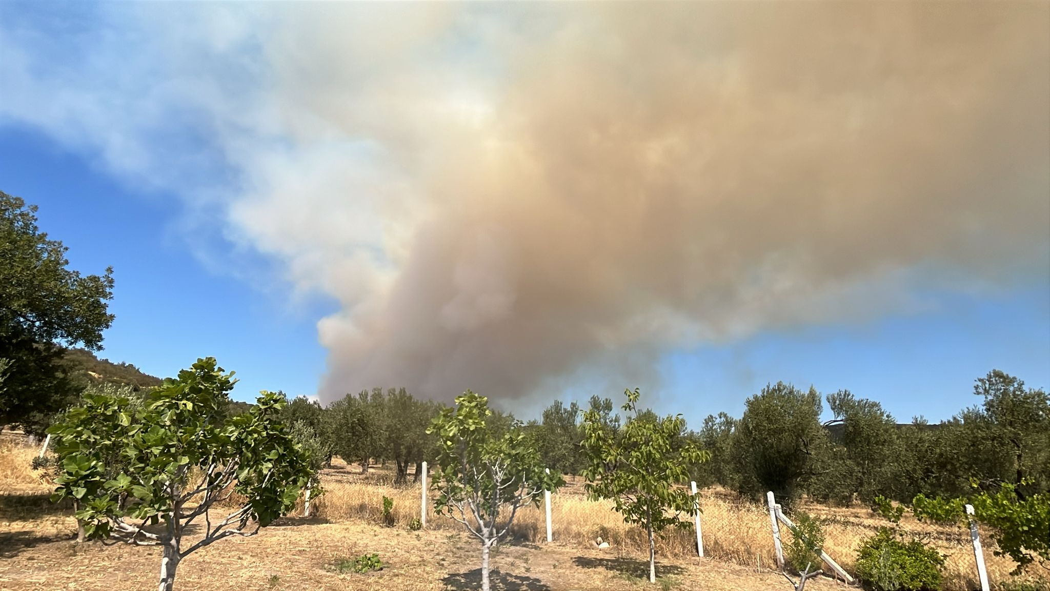 Çanakkale yangın söndürüldü mü, yangın neden çıktı? Çanakkale Ayvacık'ta orman yangını çıktı! - 1. Resim