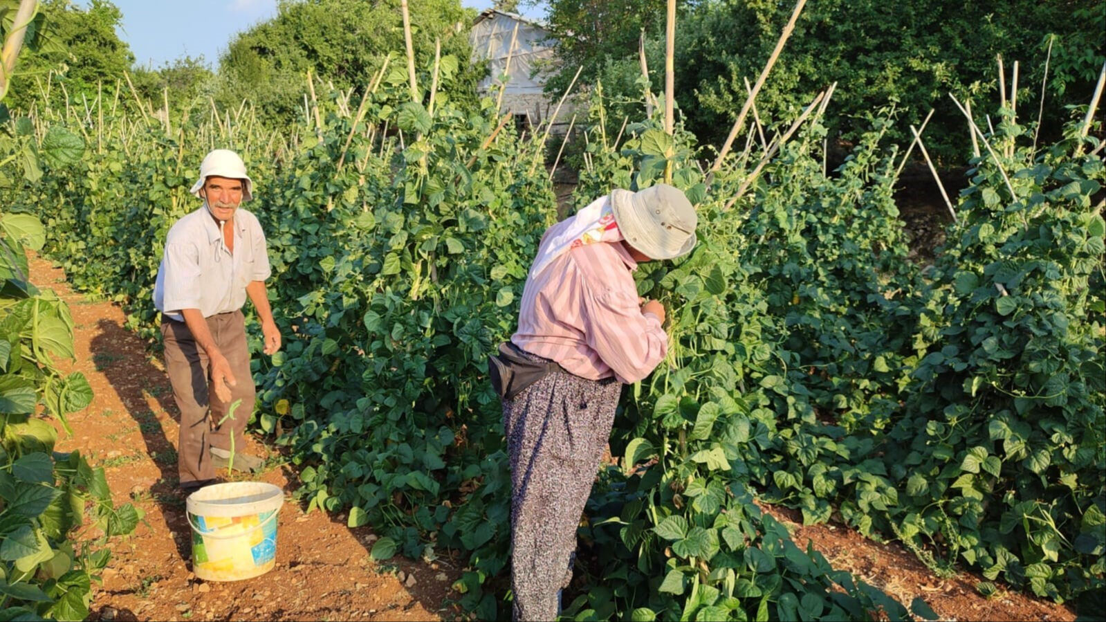 Güvercin gübresiyle besleniyor, günlük 600 kilogram toplanıyor! Hasat, kasım ayına kadar sürecek - 3. Resim