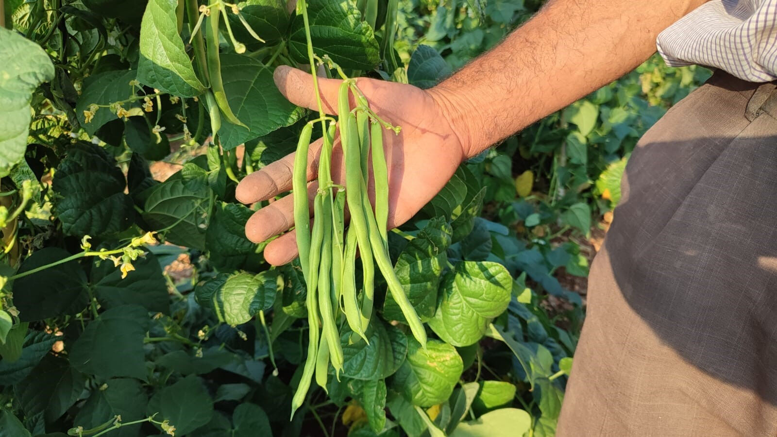 Güvercin gübresiyle besleniyor, günlük 600 kilogram toplanıyor! Hasat, kasım ayına kadar sürecek - 2. Resim