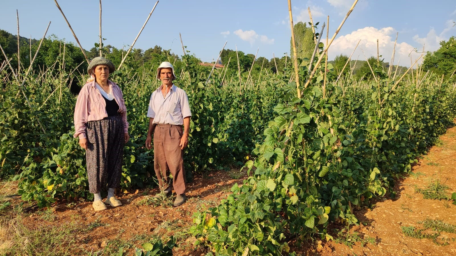 Güvercin gübresiyle besleniyor, günlük 600 kilogram toplanıyor! Hasat, kasım ayına kadar sürecek - 1. Resim