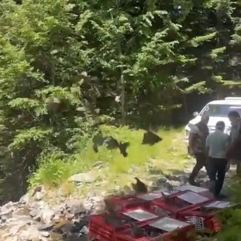 M&uuml;cadele timleri iş başında! Bursa'da 1.400 kınalı keklik g&ouml;reve başladı - 3. Resim