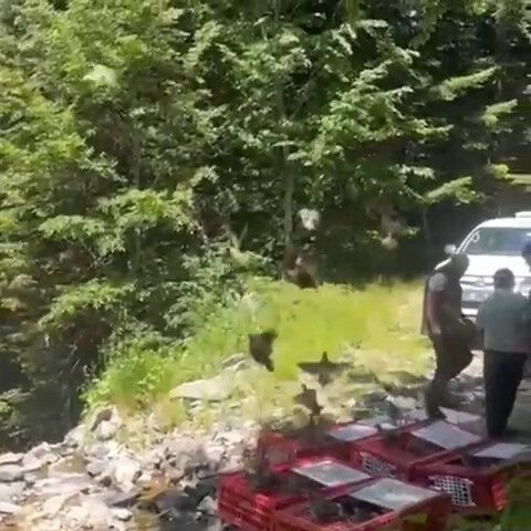 M&uuml;cadele timleri iş başında! Bursa'da 1.400 kınalı keklik g&ouml;reve başladı - 2. Resim