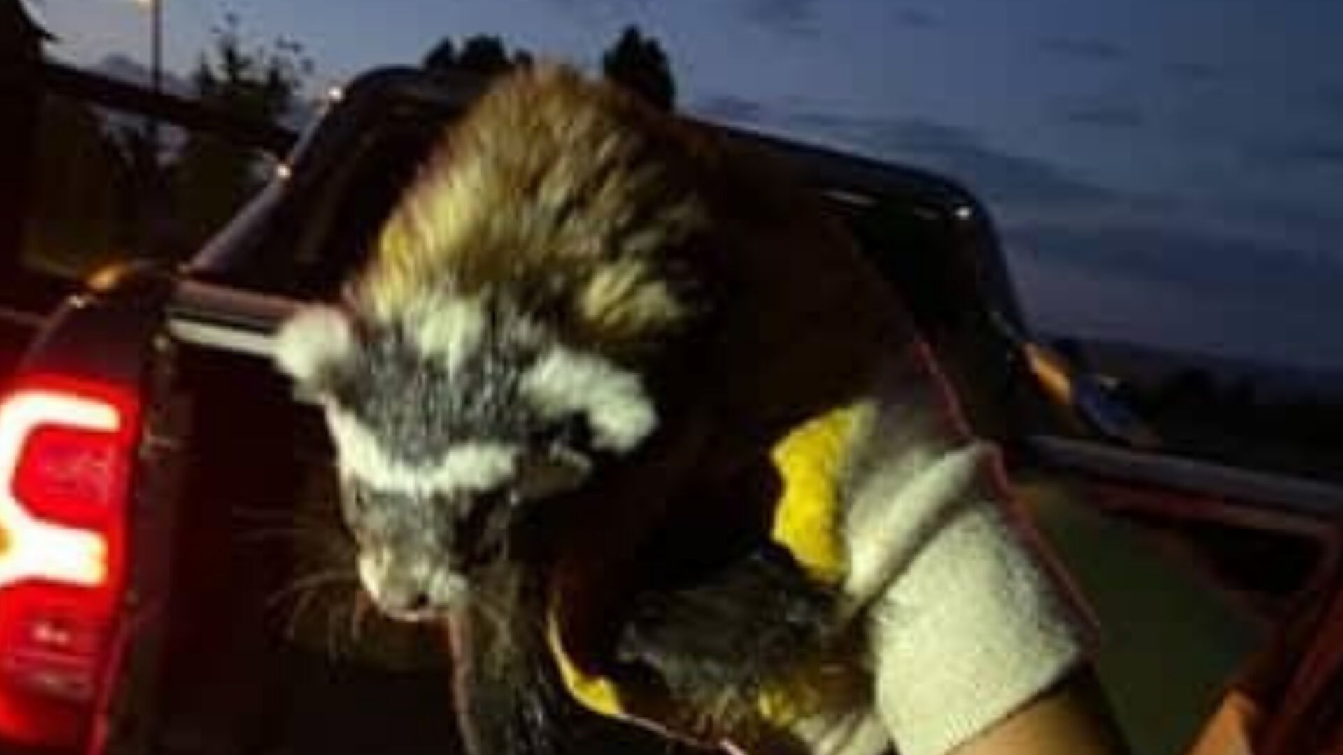 Nesli tükenme altında, köpeklerin pençesinden kurtarıldı! Türkiye'de çok az sayıda var - 1. Resim