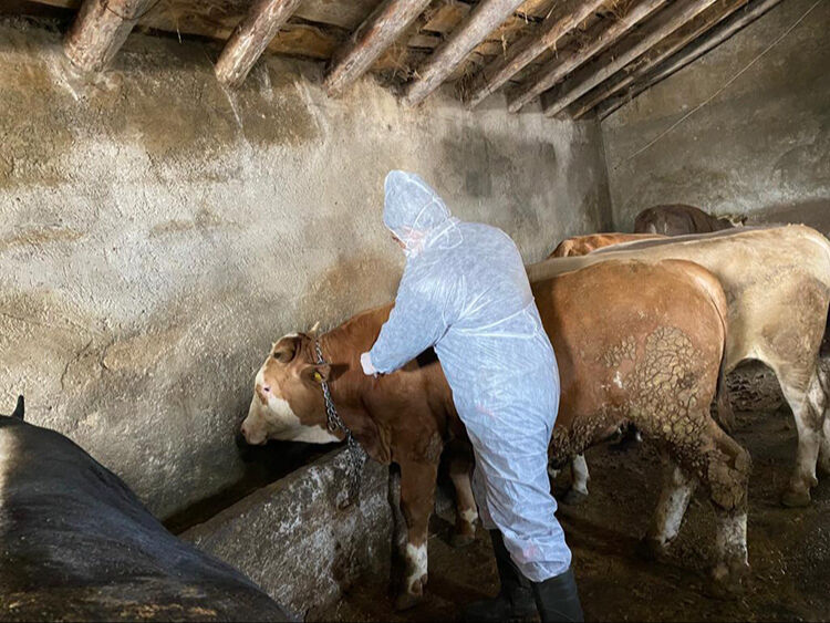 Şap hastalığı insana bulaşır mı? Şap hastalığı Türkiye'nin radarında - 3. Resim